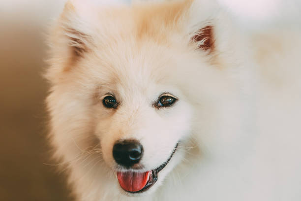 istock White Samoyed dog puppy 1137760006
