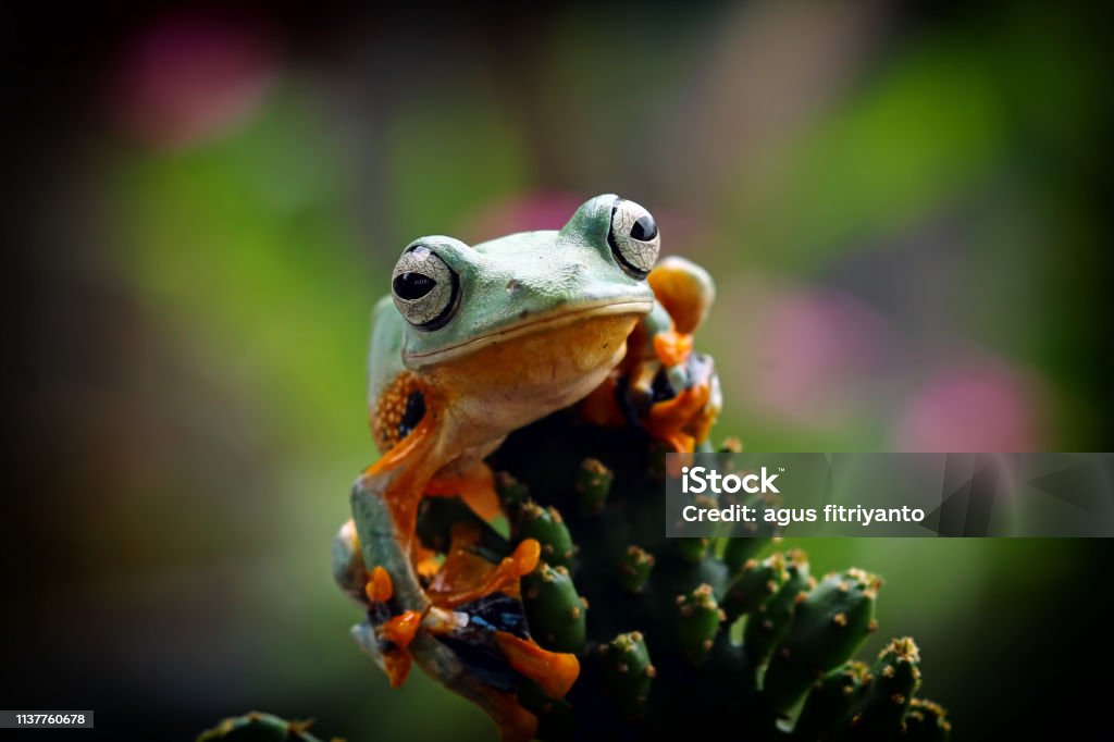 Tree Frog In Flight Tree Frog Flying Frog Java Tree Frog Stock Photo - Download Image Now ...
