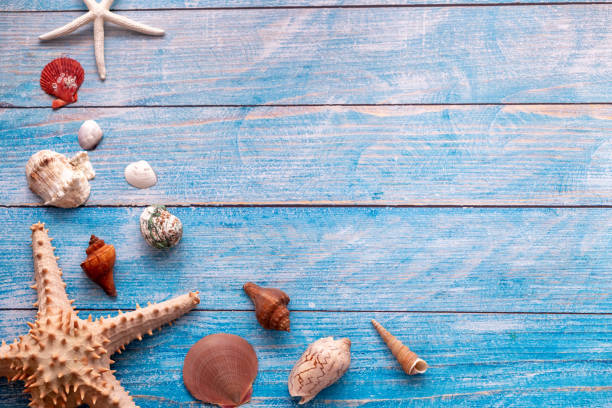 istock starfish and many seashells on blue wood textured background 1137761887