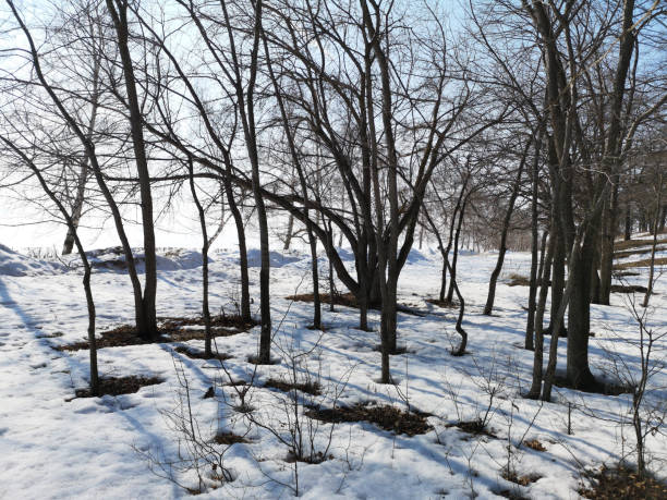 istock Winter Russian forest landscape with trees in early spring, melting snow 1137763112