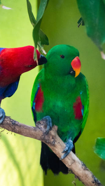 istock lovebirds making love on tree branch 1137763190