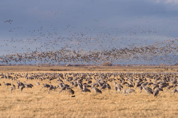 Migrating Greater Sandhill Cranes in Monte Vista, Colorado