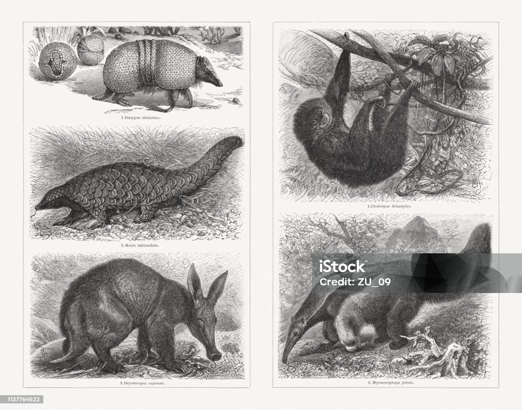 Pilosa, wood engravings, published in 1897 Pilosa, left: 1) Brazilian three-banded armadillo (Tolypeutes tricinctus, or Dasypus tricinctus); 2) Chinese pangolin (Manis pentadactyla, or Manis laticaudata); 3) Aardvark (Orycteropus afer, or Orycteropus capensis). Right: 1) Linnaeus's two-toed sloth (Choloepus didactylus); 2) Giant anteater (Myrmecophaga tridactyla, or Myrmecophaga jubata). Wood engravings, published in 1897. Aardvark stock illustration