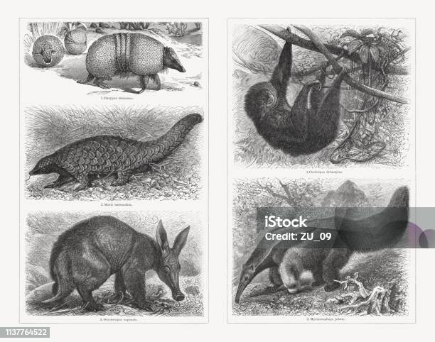 Pilosa Wood Engravings Published In 1897 Stock Illustration - Download Image Now - Aardvark, Africa, Animal