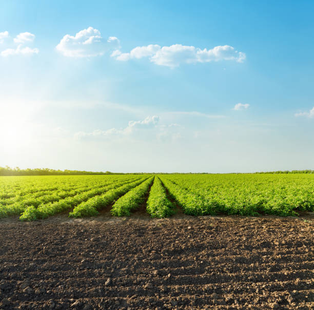 istock good sunset with clouds over agricultural green field with tomatoes 1137765684