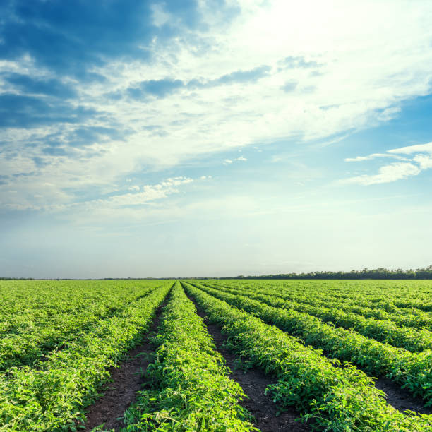 istock green agriculture field and blue sky with clouds over it 1137765738