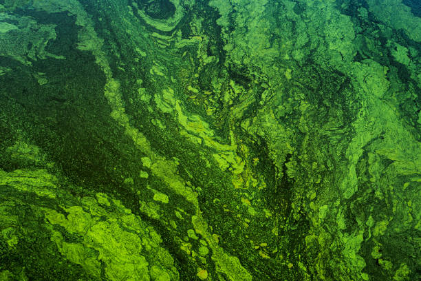 istock toxic green algae on the surface of the water 1137765771