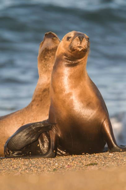 istock Sea Lion pup 1137765810