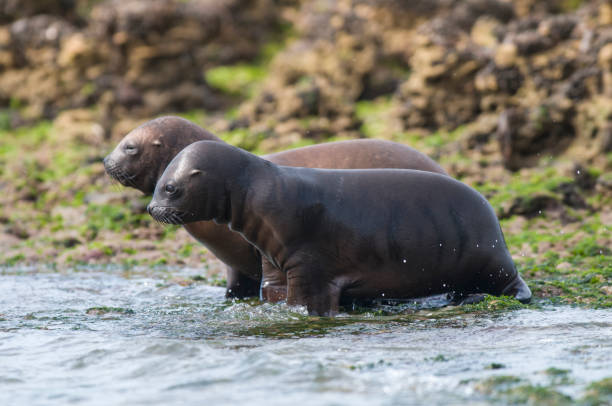 istock Sea Lion pup 1137765853