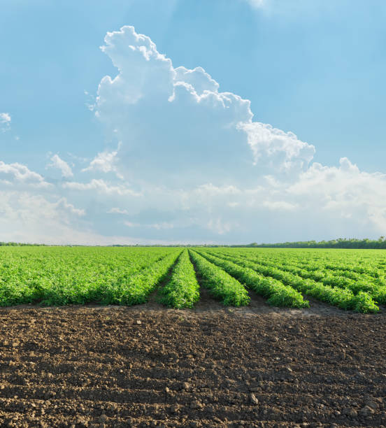 istock agriculture green field with tomatoes bushes in spring 1137766924