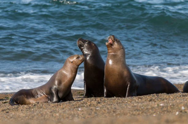istock Sea Lion pup 1137767556