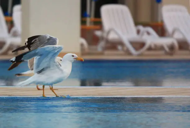 Two seagulls walking in synchron surrounded by pool water