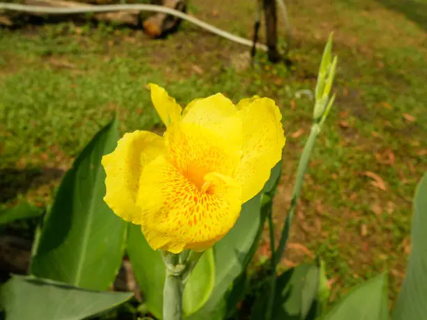 Photo of Yellow iris flowers