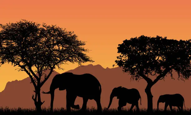 Vector illustration of realistic illustration with silhouettes of three elephants - family in african safari landscape with trees, mountains under orange sky - vector