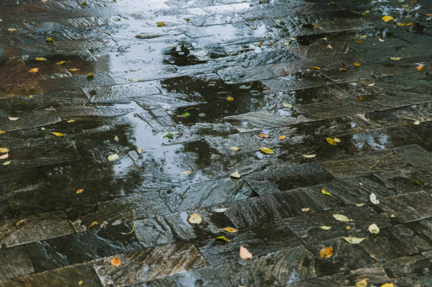 istock fallen leaves on floor after rain 1137768944