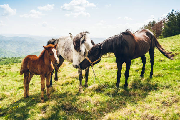 mare and foals in meadow - serbia horse nature landscape imagens e fotografias de stock