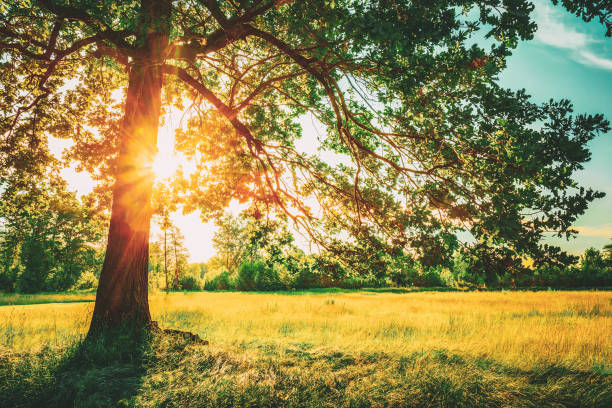 istock Summer Sunny Forest Trees And Green Grass. Nature Wood Sunlight Background. Instant Toned Image 1137771610