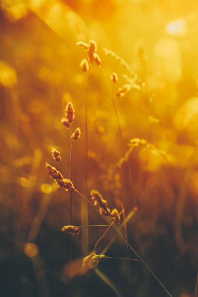 istock Summer Grass Meadow Close-Up With Bright Sunlight. Sunny Spring Background 1137771615