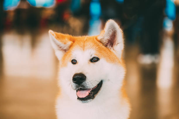 istock Akita Dog (Akita Inu, Japanese Akita) close up portrait 1137771624