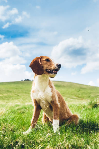 cane nel prato - pets grass scenics dog foto e immagini stock