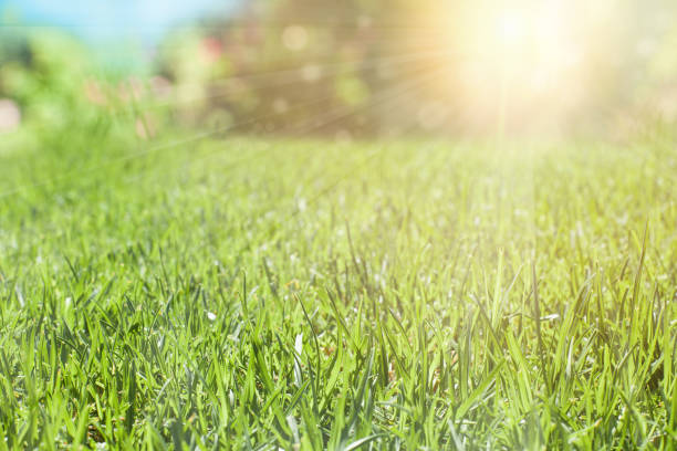 istock Green grass with sun light, nature background 1137771779