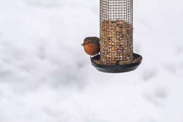 istock A Robin on a Bird Feeder in the Snow 1137773558
