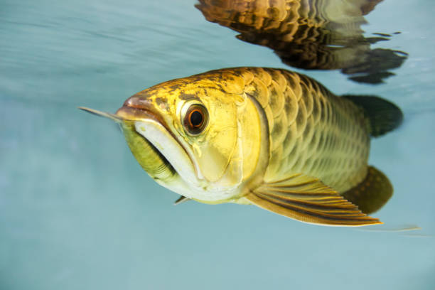 Scleropages formosus Scleropages formosus. Fish gold arowana stock pictures, royalty-free photos & images