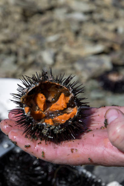 istock Close up view of man hands opens and cleans sea urchins, for take the eggs inside them 1137773837