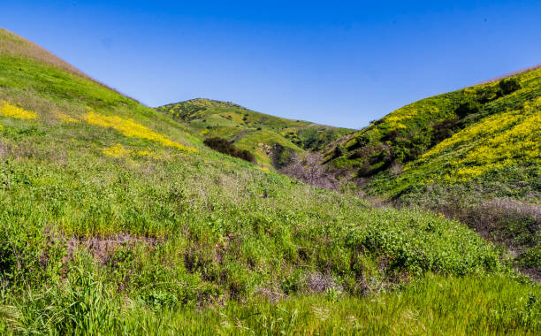 istock Canola flower hills. 1137777001