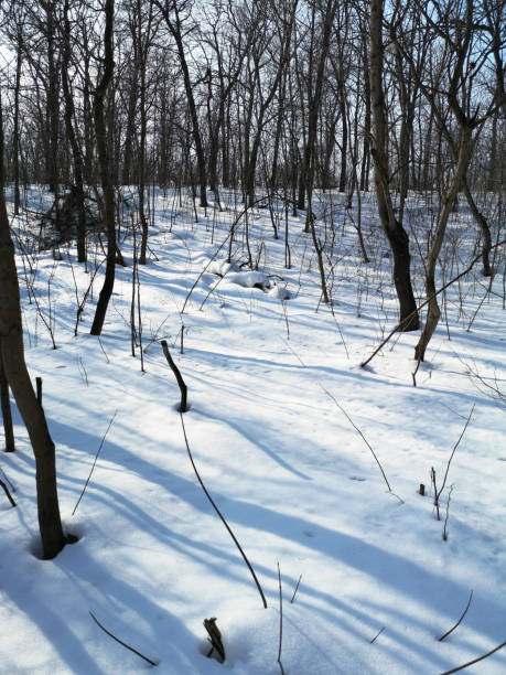 istock Winter Russian forest landscape with trees in early spring, melting snow 1137778294