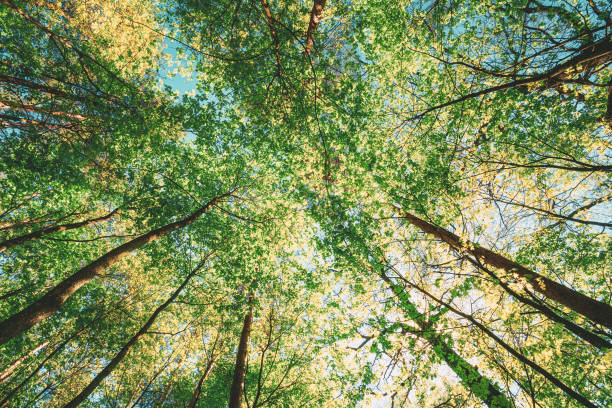 istock Spring Sun Shining Through Canopy Of Tall Trees Woods. Sunlight In Forest, Summer Nature. Upper Branches Of Trees Background. Low Angle View. Perspective 1137778359