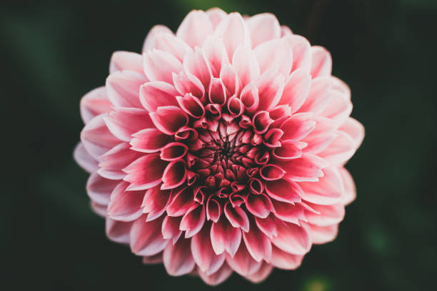 istock Pink dahlia flower on green background 1137778395