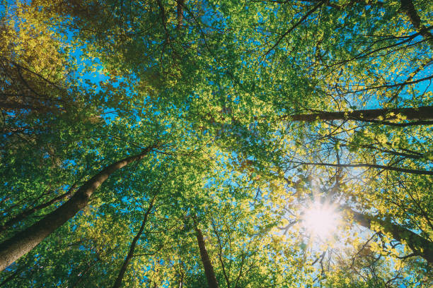 istock Spring Summer Sun Shining Through Canopy Of Tall Trees Woods. Upper Branches Of Trees 1137778419