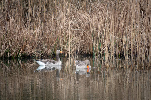 istock 2 grey geese swimming on a lake 1137779139
