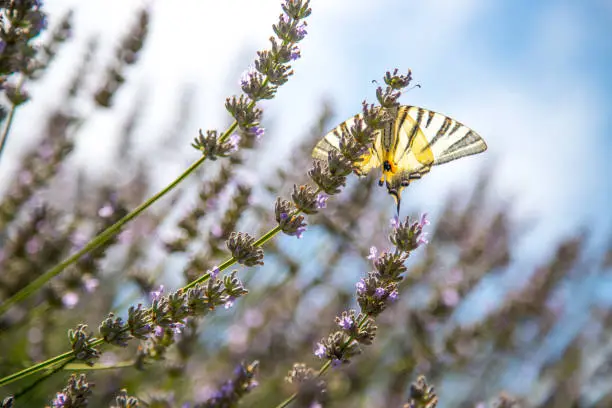 Photo of Beautiful butterfly on purple lavender