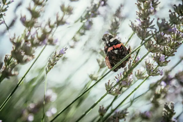 Photo of Beautiful butterfly on purple lavender