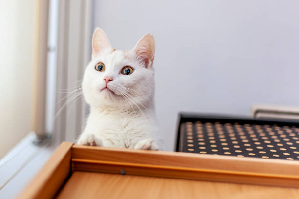 istock White cat on the closet 1137779479