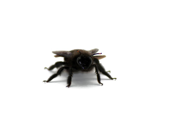 istock Black Horniss Wooden Bee Xylocopa On white Background 1137779914