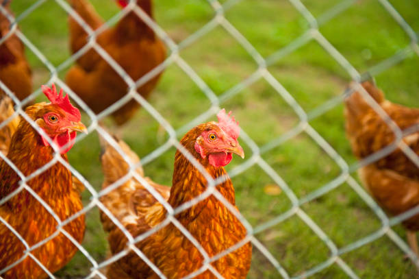 Flock of hens and green grass