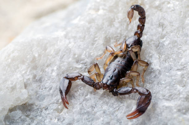 istock Scorpion sitting on a stone close up 1137780866