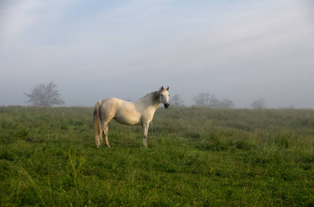 istock Horse in Morning Meadow 1137781380