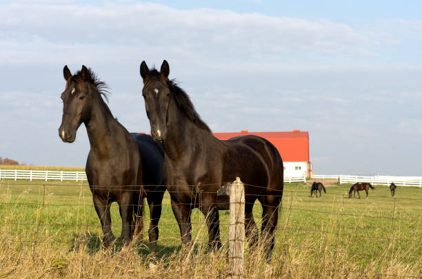 istock Horses By Fence 1137782203