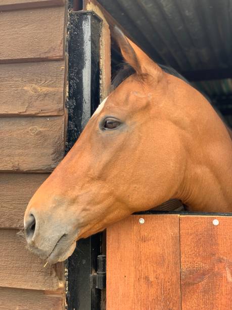 istock Beautiful brown horse profile 1137782475
