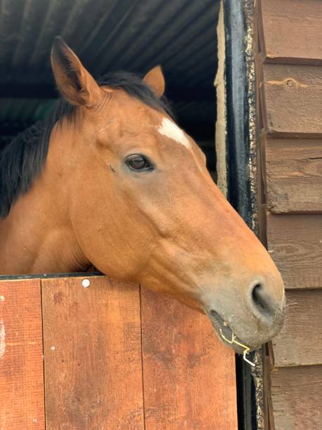 istock Beautiful brown horse profile 1137782534