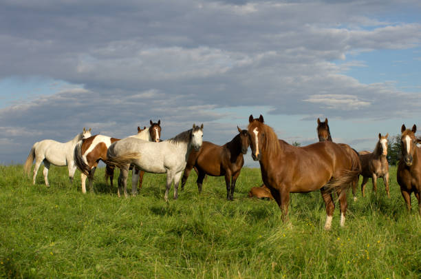 istock Horses in Summer Pasture 1137782789