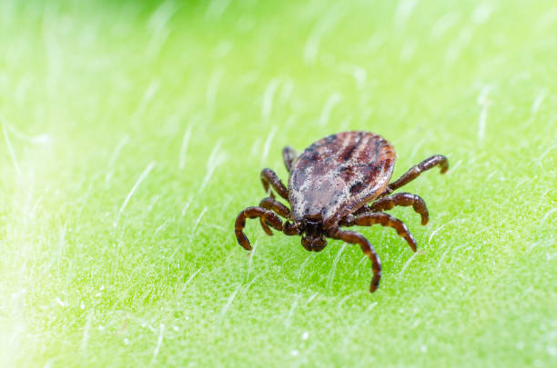 istock A dangerous parasite and infection carrier mite sitting on a green leaf 1137783664