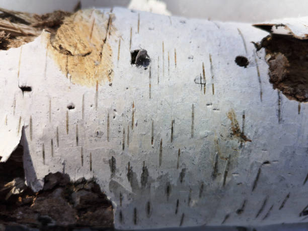 istock White birch texture close-up in March for use in winter, early spring 1137784560