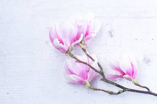 istock Magnolia flowers flat lay scene 1137784715