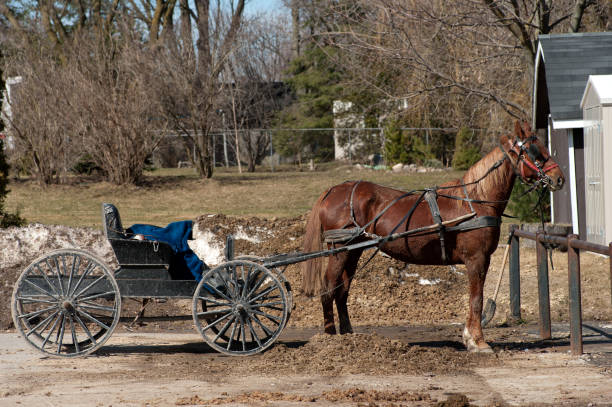 istock Horse and Buggy in Parking Lot 1137784888