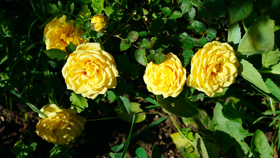 Yellow rose in the garden